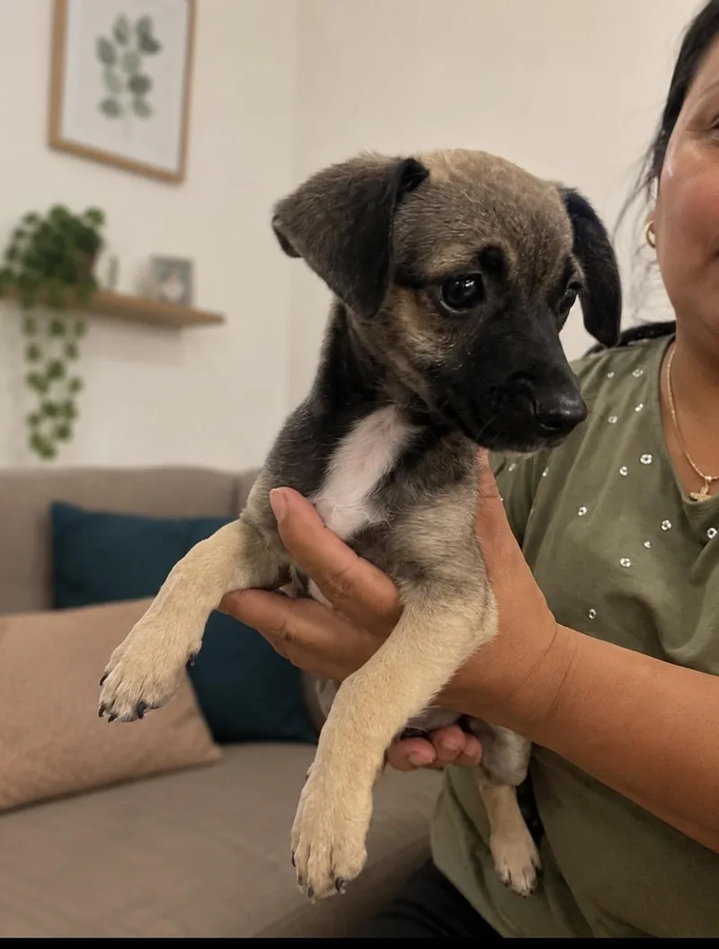 A baby small-sized female Mixed Breed dog named Cita sweet tiny for adoption in Houston, TX