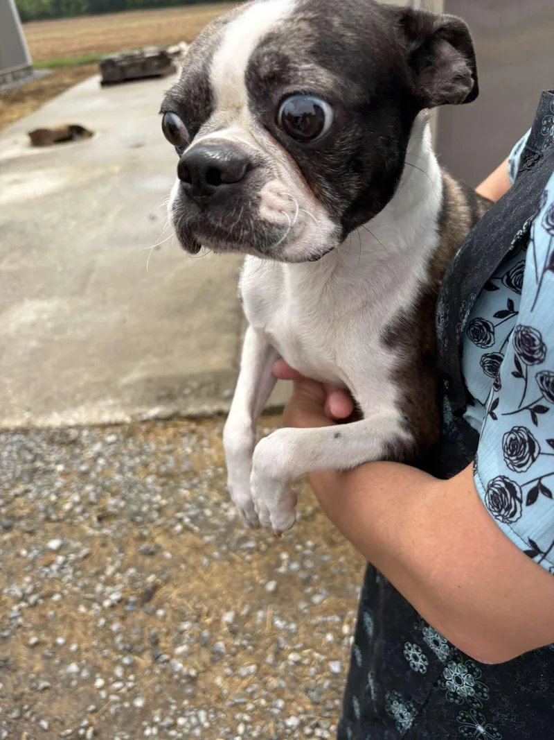 An adult small-sized female Boston Terrier dog named Little Debbie for adoption in Havertown, PA