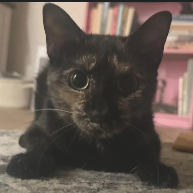 An adult small-sized female Tortoiseshell Domestic Short Hair cat named Bagheera for adoption in Falls Church, VA