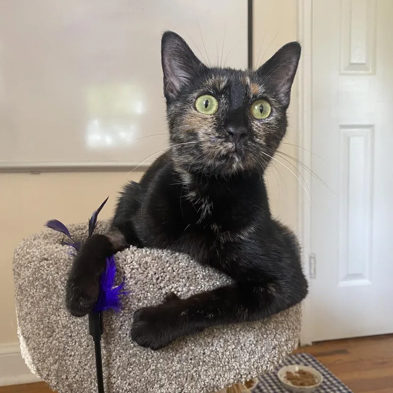 Bagheera thumbnail 2