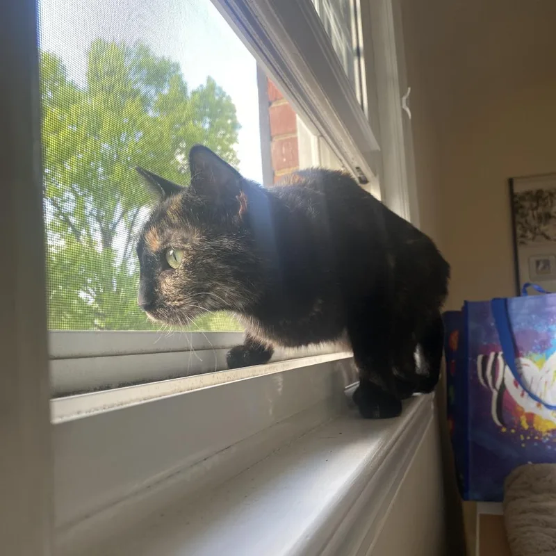 Bagheera thumbnail 3