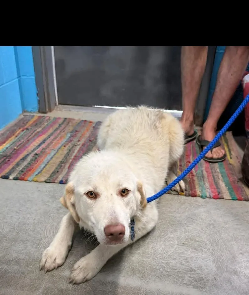 A young large-sized female Great Pyrenees dog named Tina for adoption in Camden, TN
