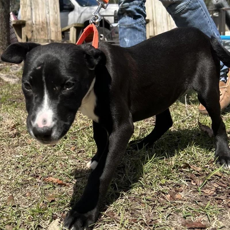 Pancakes thumbnail 2