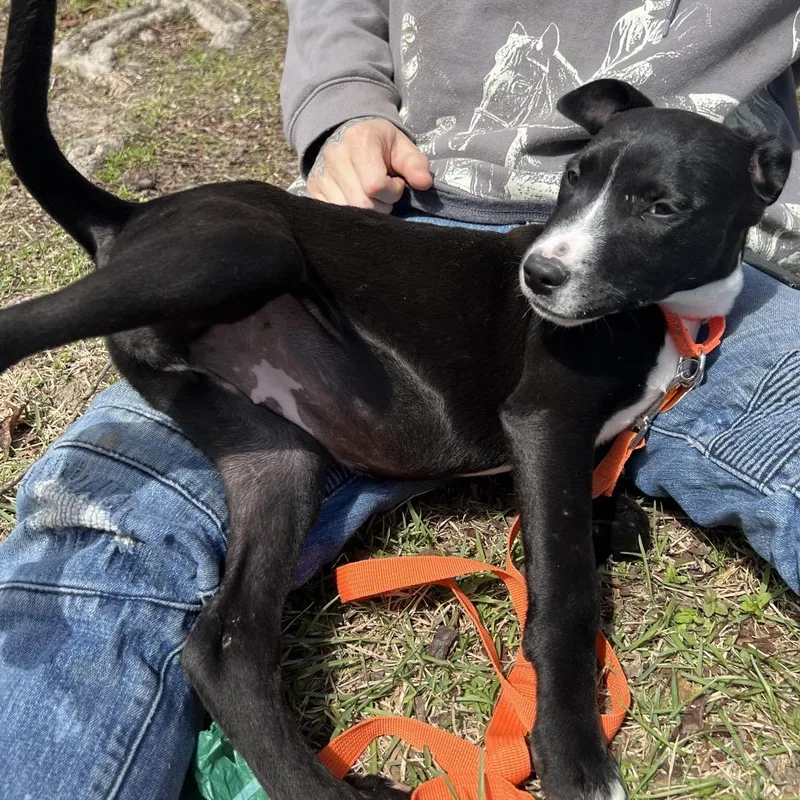 Pancakes thumbnail 3