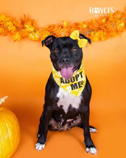 An adult medium-sized female Black Pit Bull Terrier dog named Sierra for adoption in Spanish Fork, UT