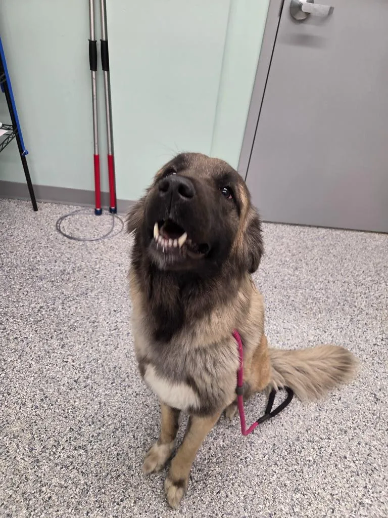 A young large-sized female Terrier dog named Valerie for adoption in Athens, TN