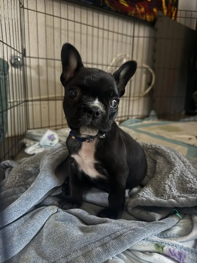 A baby small-sized male French Bulldog dog named Legend for adoption in ventura, CA