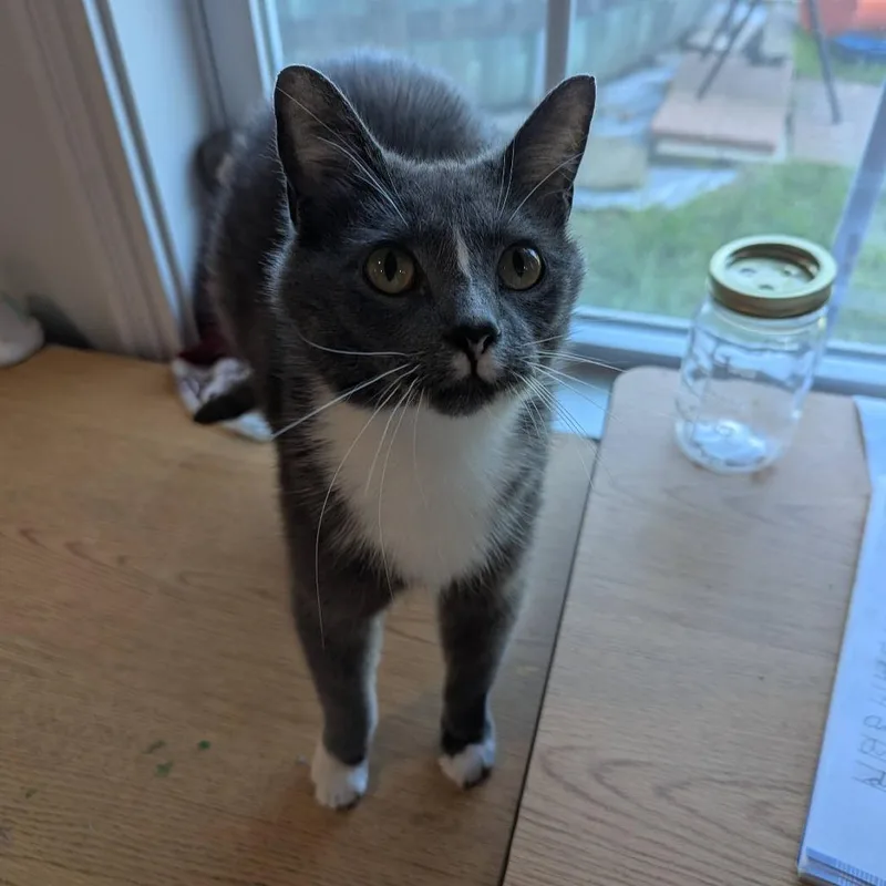 A young medium-sized female Gray / Blue / Silver Domestic Short Hair cat named Gloria for adoption in La Grange, KY