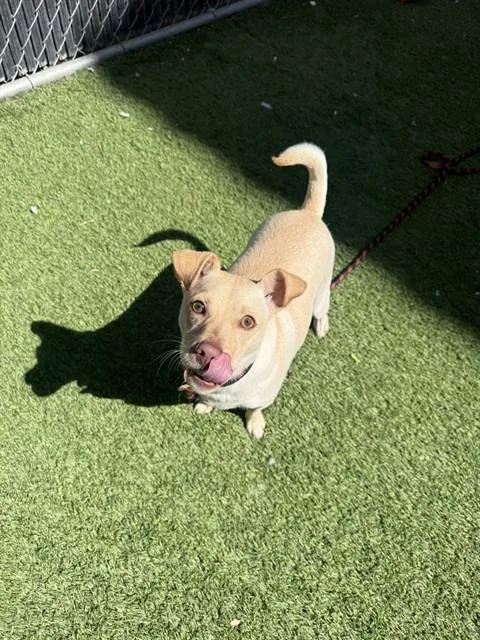 A young small-sized male Chihuahua dog named Loki for adoption in San Jose, CA