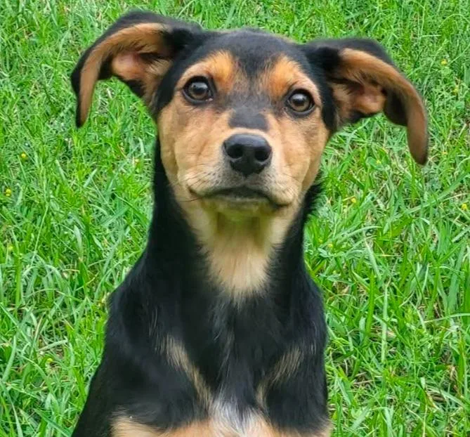 A baby medium-sized female Mixed Breed dog named Morghan for adoption in Groveland, MA