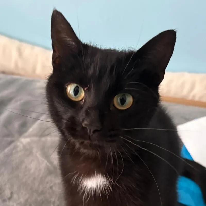 A young medium-sized female Black Domestic Short Hair cat named Kandy Andy for adoption in Chicago, IL
