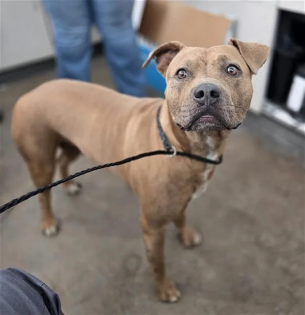 A young large-sized female Mixed Breed dog named Brenda for adoption in Dallas, TX