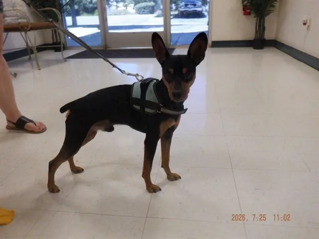 A young small-sized male Miniature Pinscher dog named Diego for adoption in Oroville, CA