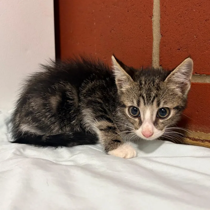 A baby small-sized male Brown / Chocolate Domestic Short Hair cat named Mouse for adoption in Cabot, AR