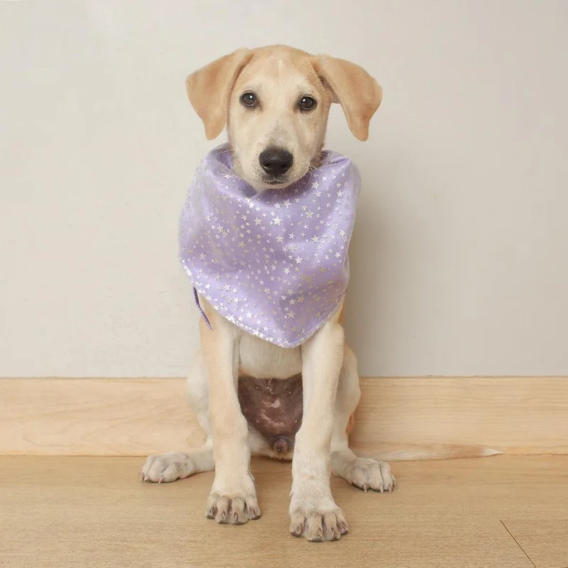 A baby medium-sized female Labrador Retriever dog named Dawn D for adoption in Minnetonka, MN