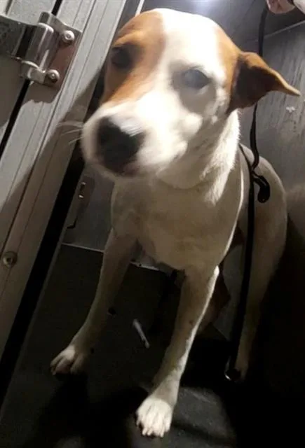 An adult medium-sized female Hound dog named A for adoption in San Antonio, TX