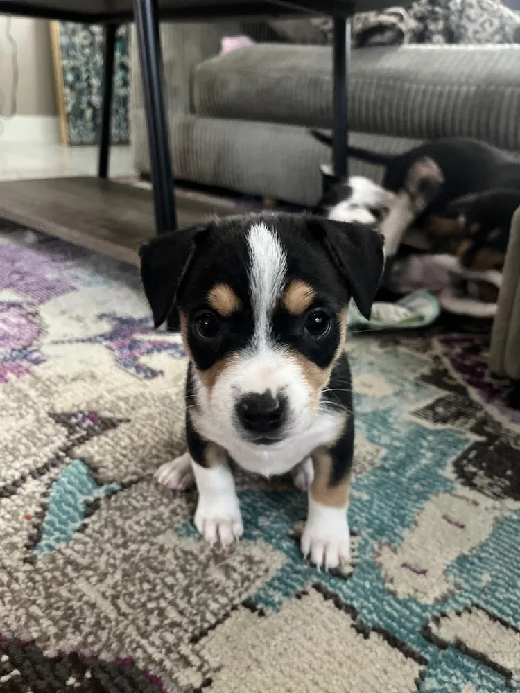 A baby small-sized female Tricolor (Brown, Black, & White) Chihuahua dog named Snooki for adoption in St. Petersburg, FL