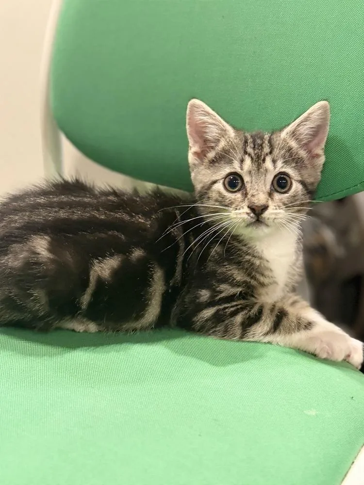 A baby medium-sized male Domestic Short Hair cat named Torbin for adoption in Emerald Isle, NC