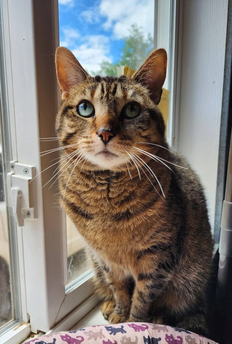 Whiskers