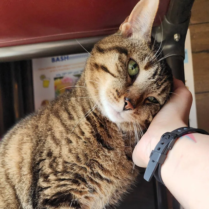Whiskers thumbnail 3