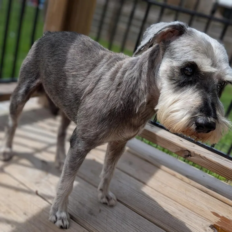 Beauregard