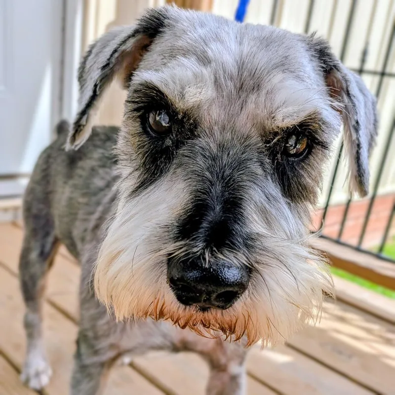 Beauregard thumbnail 2