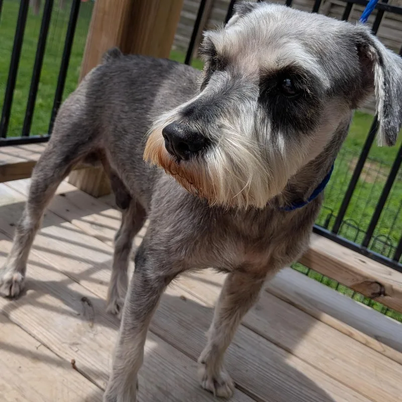 Beauregard thumbnail 3