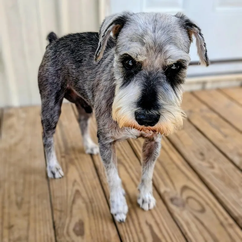 Beauregard thumbnail 4