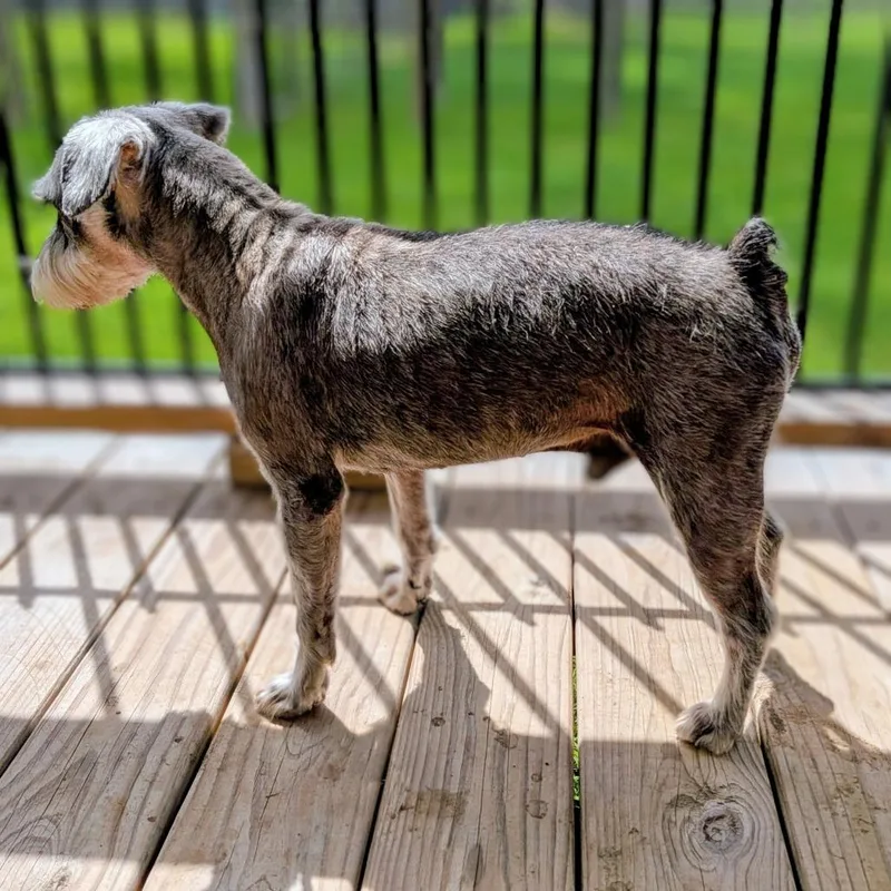 Beauregard thumbnail 6