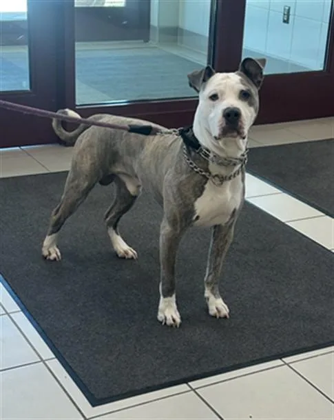 An adult large-sized male Pit Bull Terrier dog named Robin for adoption in Derwood, MD