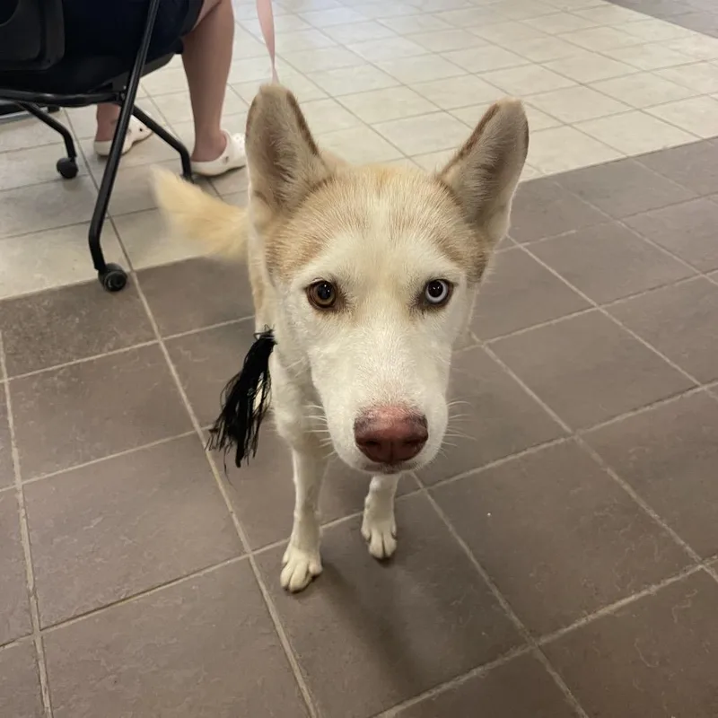 A young medium-sized female White / Cream Mixed Breed dog named Ruebee for adoption in Columbus, GA