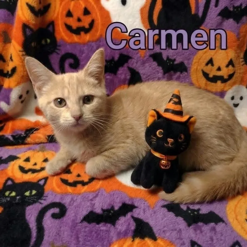 A baby medium-sized female Orange / Red Tabby cat named Carmen for adoption in Wyandotte, MI