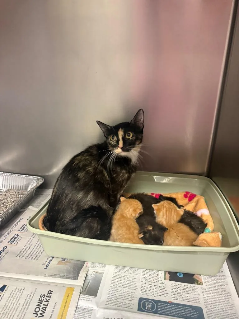 A baby medium-sized male Domestic Short Hair cat named Leo for adoption in Sorrento, LA