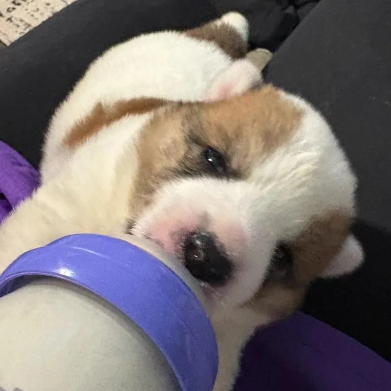 A baby medium-sized female Brown / Chocolate Australian Shepherd dog named Andrea for adoption in Phoenix, AZ