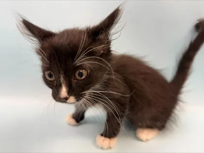 A baby small-sized male Domestic Long Hair cat named Nyx for adoption in Woodbury, MN