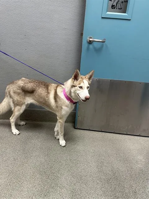 A young large-sized female Siberian Husky dog named Isabelle for adoption in Las Vegas, NV