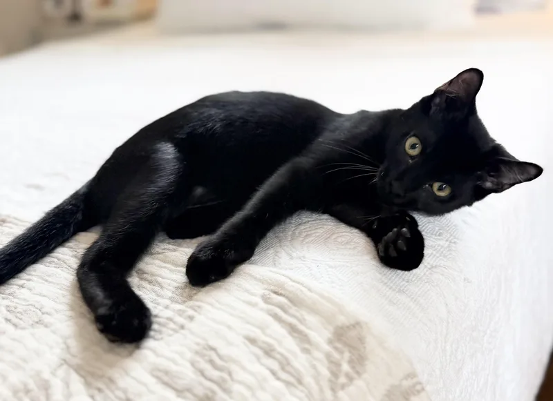 Kuro