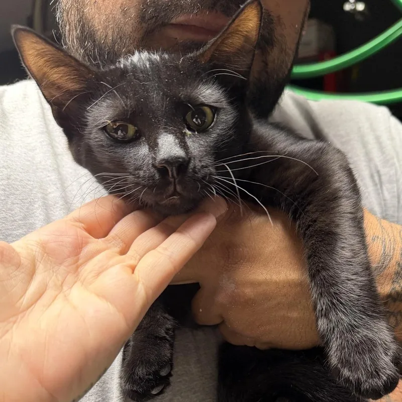 A baby small-sized male Black Domestic Short Hair cat named Niko for adoption in Long Beach, CA