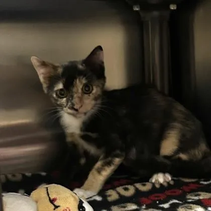A baby small-sized female Domestic Short Hair cat named Jenny for adoption in Merriam, KS