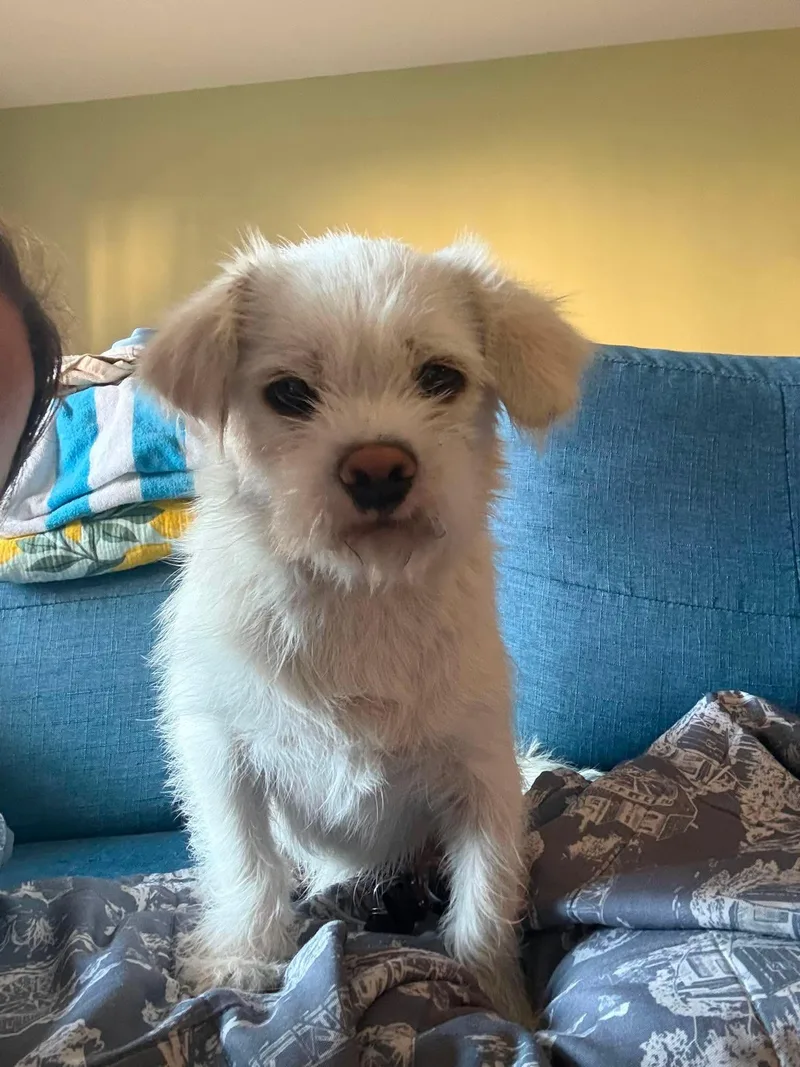Falcor thumbnail 2