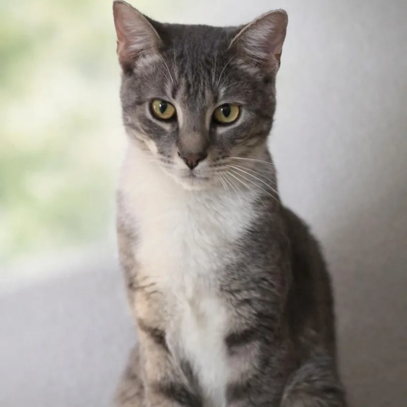 A young large-sized male Tabby (Gray / Blue / Silver) Domestic Short Hair cat named Linus for adoption in Liverpool, TX