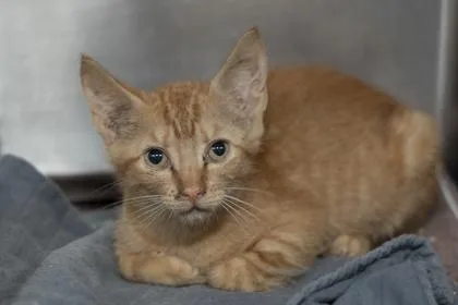 A young small-sized male Domestic Short Hair cat named B Leon for adoption in North Charleston, SC
