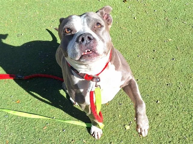 An adult large-sized female Staffordshire Bull Terrier dog named Zelda for adoption in Phoenix, AZ