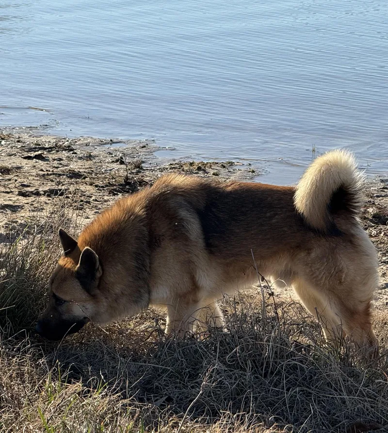 An adult large-sized male Akita dog named Brutus for adoption in Holly Springs, MS