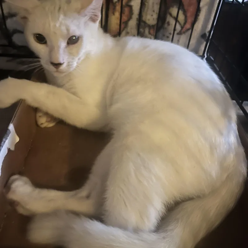 A young medium-sized male White Domestic Short Hair cat named Coco for adoption in Parkland, FL