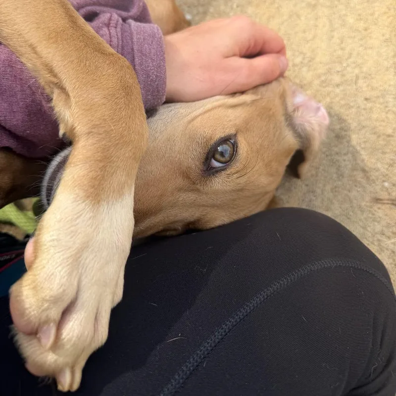 A young medium-sized male Brown / Chocolate Mixed Breed dog named Cashew for adoption in Springboro, OH