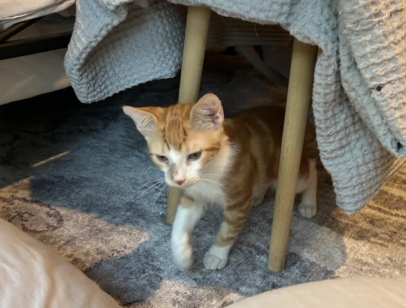 A baby medium-sized male Orange & White Domestic Short Hair cat named Poppi for adoption in Harrison, NY