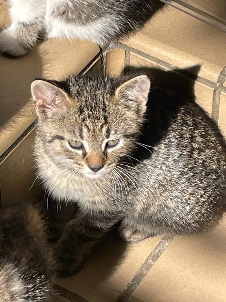 A baby small-sized male Domestic Short Hair cat named Mick for adoption in Westfield, NY