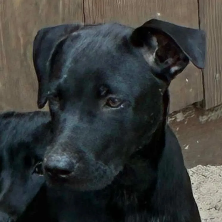 A baby medium-sized female Black Labrador Retriever dog named Godiva for adoption in Morriston, FL