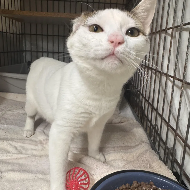 A young medium-sized female Gray & White Domestic Short Hair cat named Becky for adoption in Memphis, TN